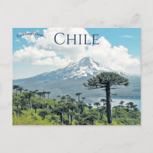 Carte Postale Arbres Araucaria Araucana au Chili
