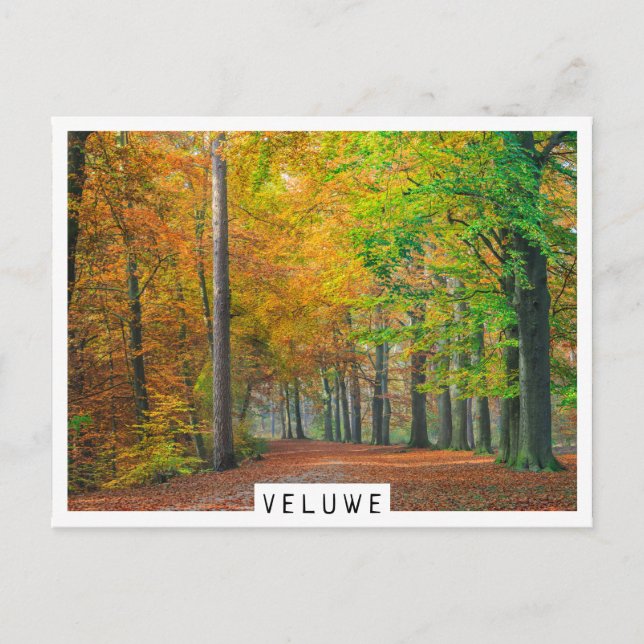 Carte Postale Arbres avec feuillage d'automne dans une forêt (Devant)
