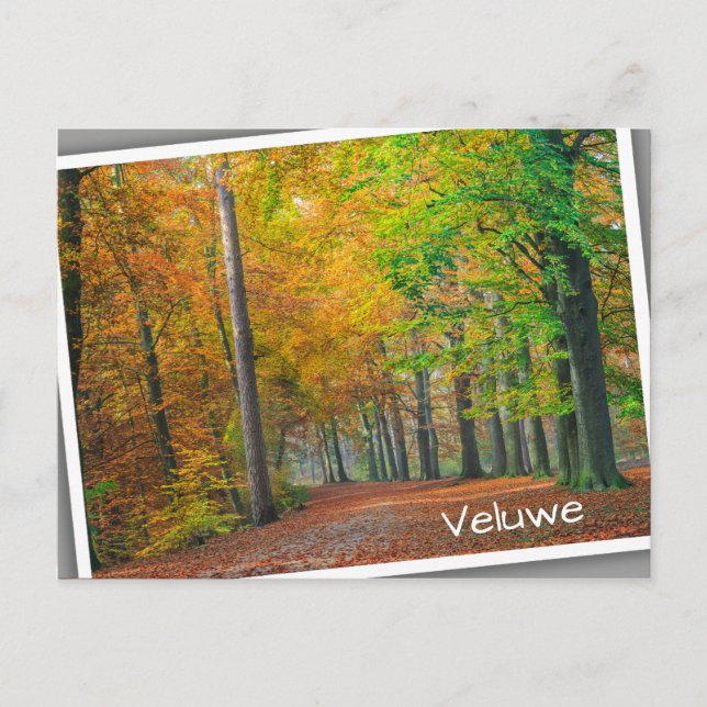 Carte Postale Arbres avec feuillage d'automne dans une forêt (Devant)