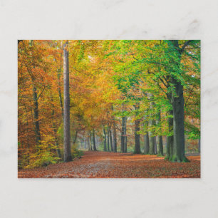Carte Postale Arbres avec feuillage d'automne dans une forêt