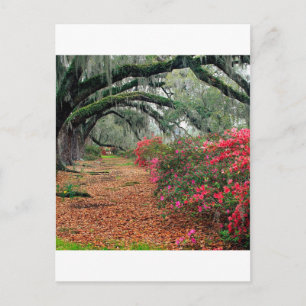 Carte Postale Arbres Azaleas Chênes Magnolia Charleston