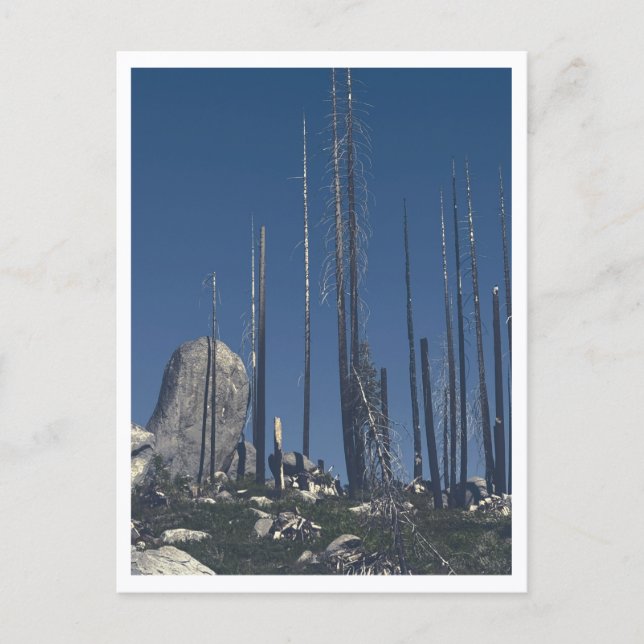 Carte Postale Arbres brûlés (Devant)