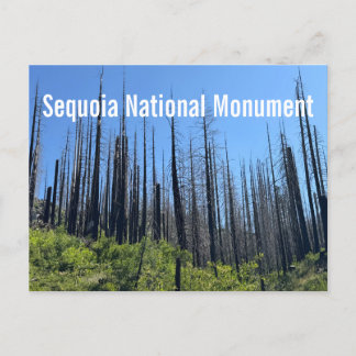 Carte Postale Arbres brûlés au monument national de Sequoia