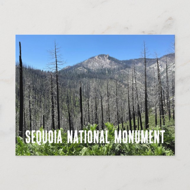 Carte Postale Arbres brûlés dans la forêt nationale de Sequoia (Devant)