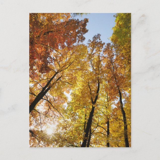 Carte Postale Arbres colorés (Devant)