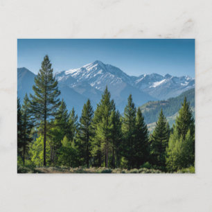 Carte Postale Arbres Conifères avec Arrière-plan Montagneux