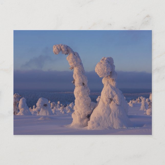Carte Postale Arbres couverts de neige à Lappland (Devant)