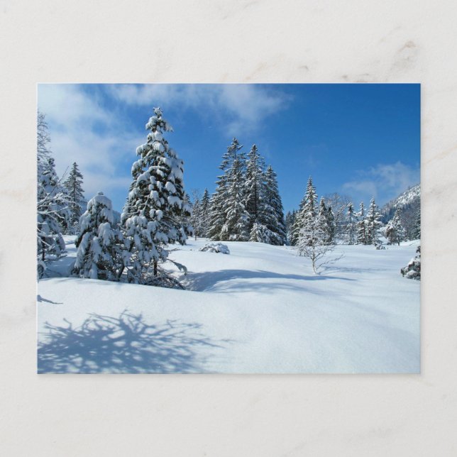 Carte Postale Arbres couverts de neige, Scène d'hiver (Devant)