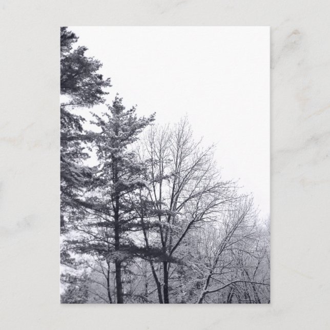 Carte Postale Arbres couverts de neige : Verticaux (Devant)
