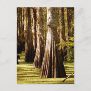 Carte Postale Arbres Cypress chauds avec Troncs de Buttress