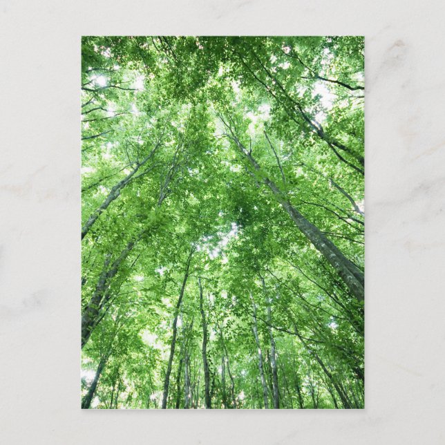 Carte Postale Arbres dans une forêt de la vue inférieure (Devant)