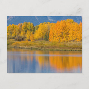 Carte Postale Arbres d'Aspen couleur d'automne
