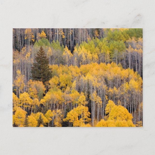Carte Postale Arbres d'Aspen | White River National Forest (Devant)