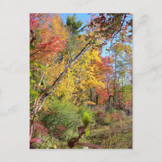 Carte Postale Arbres d'automne
