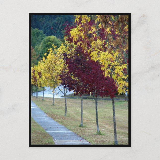Carte postale Arbres d'automne (Devant)