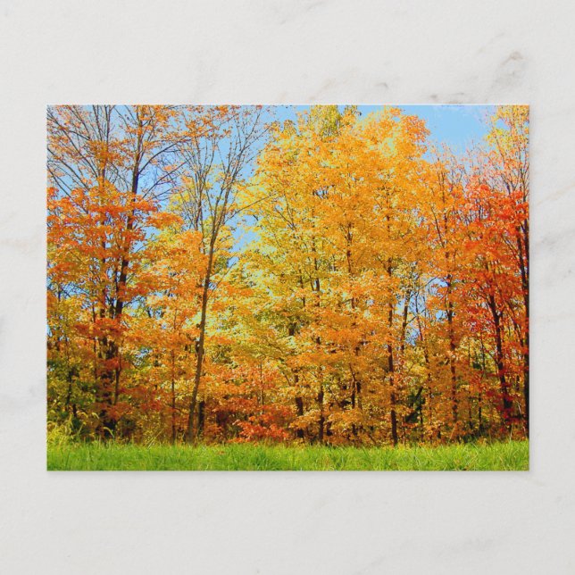 Carte Postale Arbres d'automne 2004 Photo (Devant)