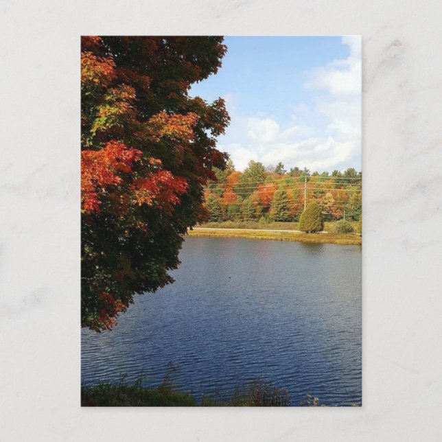 Carte Postale Arbres d'automne en Ontario, Canada (Devant)