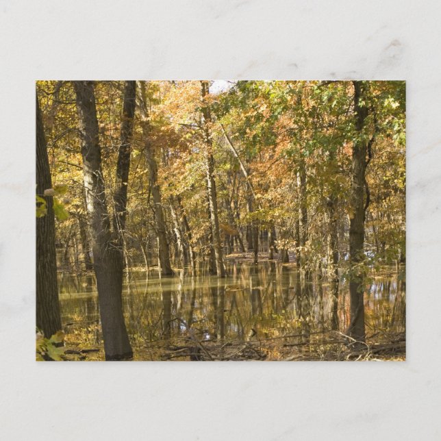 Carte Postale Arbres d'automne près d'un lac (Devant)