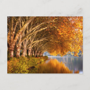 Carte Postale Arbres d'automne sur un lac