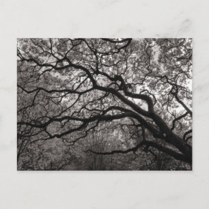 Carte Postale Arbres de Magnolia en Fleurs