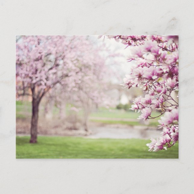 Carte Postale Arbres de Magnolia en fleurs (Devant)