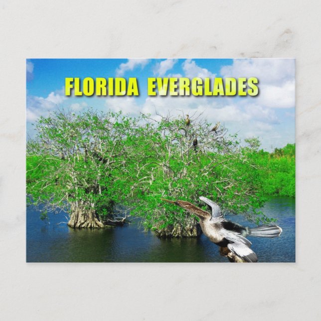 Carte Postale Arbres de mangrove et Anhinga, Floride Everglades (Devant)