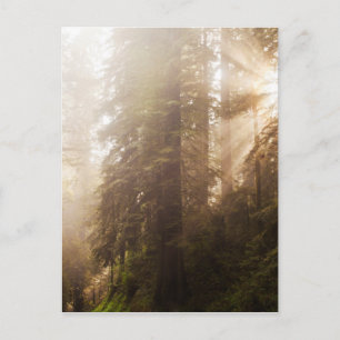 Carte Postale Arbres de séquoia dans le brouillard matinal avec 