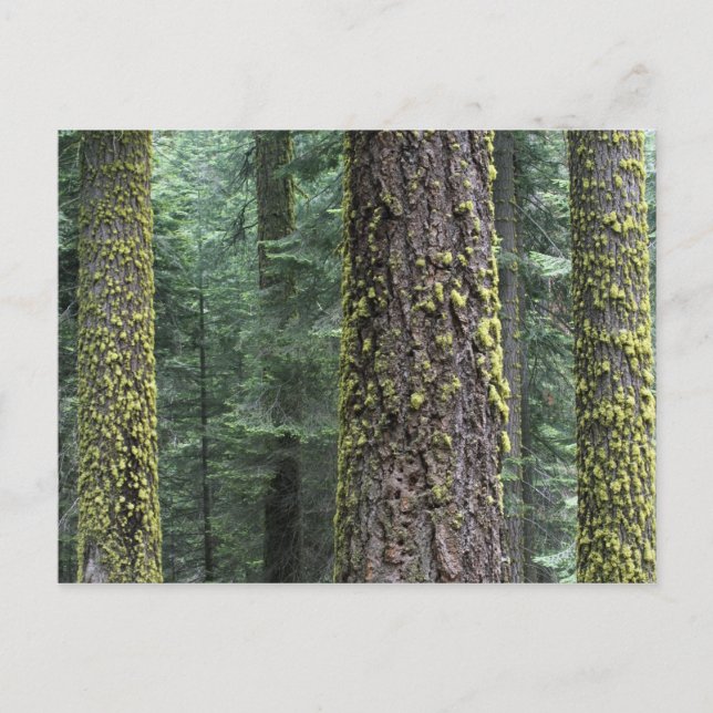 Carte Postale arbres de Séquoia géants dans la forêt, Séquoia et (Devant)