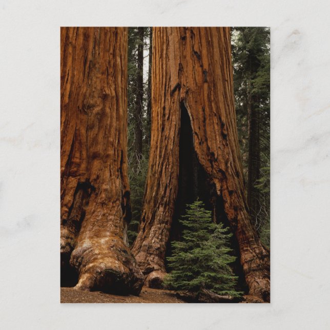 Carte Postale Arbres de séquoia, Parc national de Sequoia. (Devant)