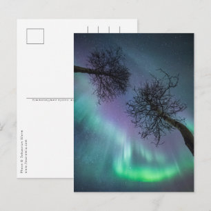 Carte Postale Arbres des Lumières du Nord