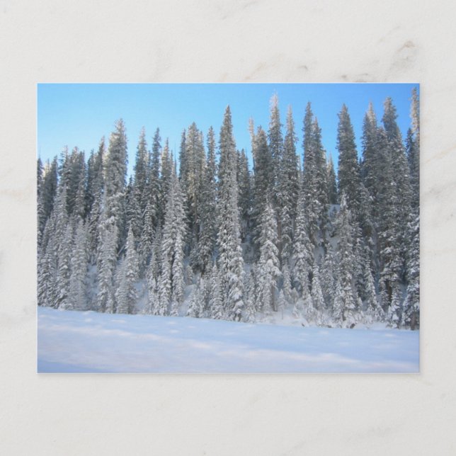 Carte Postale Arbres d'hiver (Devant)