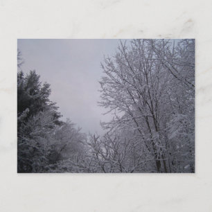 Carte Postale Arbres d'hiver
