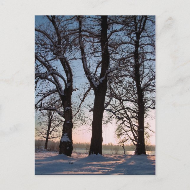 Carte Postale Arbres d'hiver sur le ciel bleu arrière - plan (Devant)