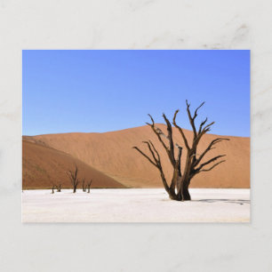 Carte Postale Arbres du désert