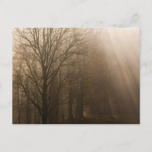 Carte Postale Arbres du Tennessee dans le brouillard Great Smo