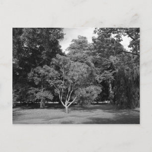 Carte Postale Arbres en BW été