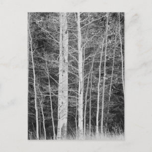 Carte Postale Arbres en forêt en hiver