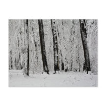 Arbres enneigés en hiver   -     -