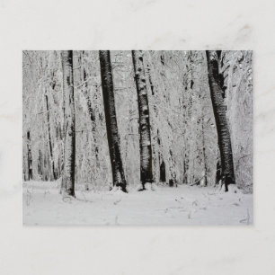 Carte Postale Arbres enneigés en hiver   -     -