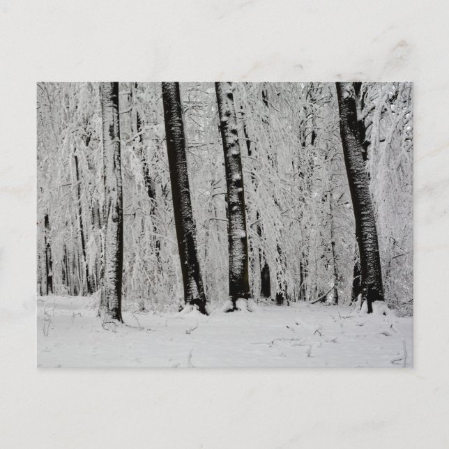 Carte Postale Arbres enneigés en hiver   -     - (Devant)