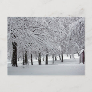Carte Postale arbres et neige