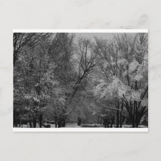 Carte Postale "arbres et neige" par Coressel Productions