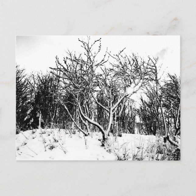 Carte Postale Arbres et scène de neige, noir et blanc (Devant)