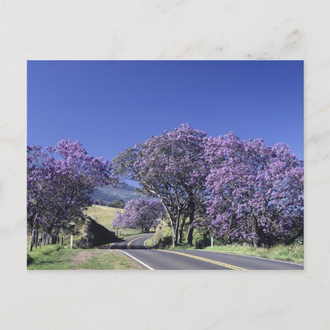 Carte Postale Arbres fleuris le long de la route à Haleakala, Ma (Devant)