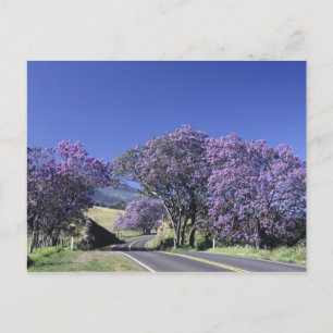 Carte Postale Arbres fleuris le long de la route à Haleakala, Ma