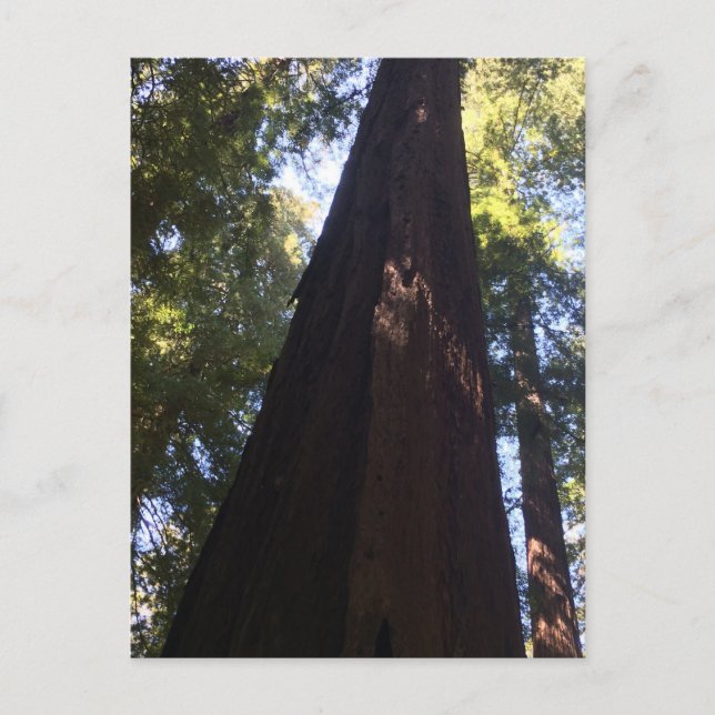 Carte Postale Arbres géants Redwood (Devant)