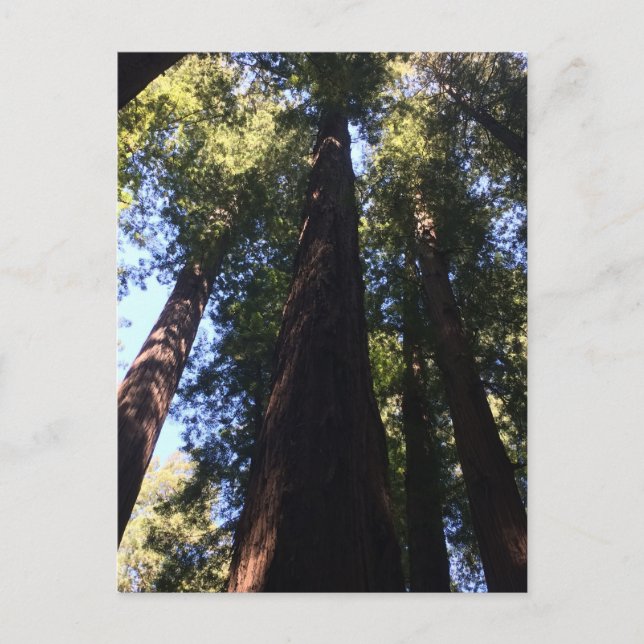 Carte Postale Arbres géants Redwood (Devant)