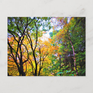 Carte Postale Arbres gracieux feuilles colorées nature panoramiq