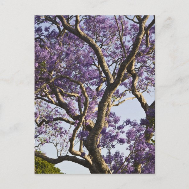 Carte Postale Arbres Jacaranda en fleurs dans le nouveau parc ag (Devant)