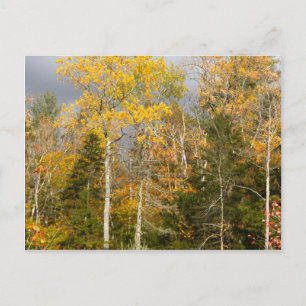 Carte Postale Arbres jaunes dans le New Hampshire